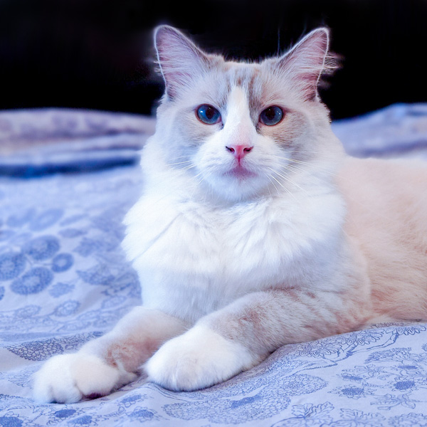 pet sitter