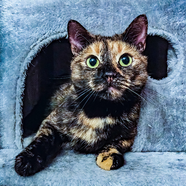 pet sitter